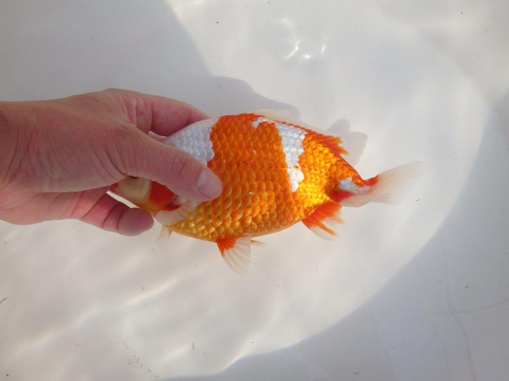 【なおちん金魚 氏】激レア 上物2歳更紗和金 B 約20㎝ メス
