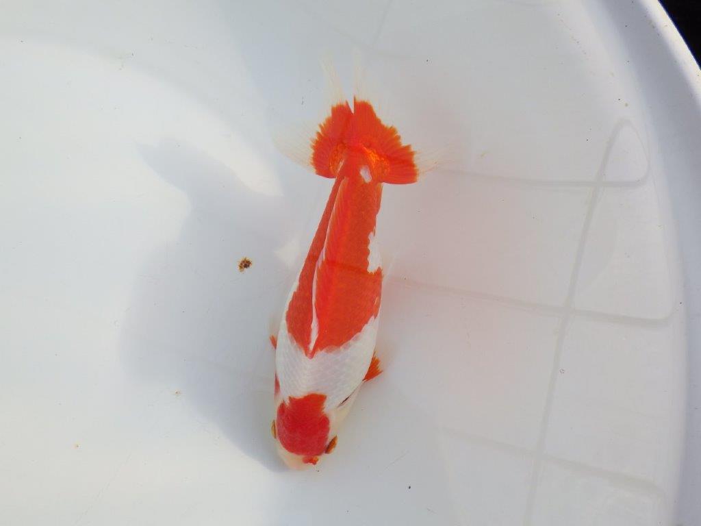 【なおちん金魚 氏】激レア 上物2歳更紗和金 D 約18,5㎝メス