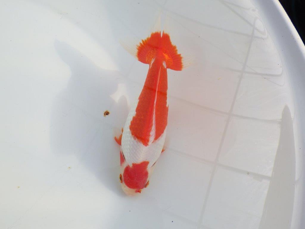【なおちん金魚 氏】激レア 上物2歳更紗和金 D 約18,5㎝メス