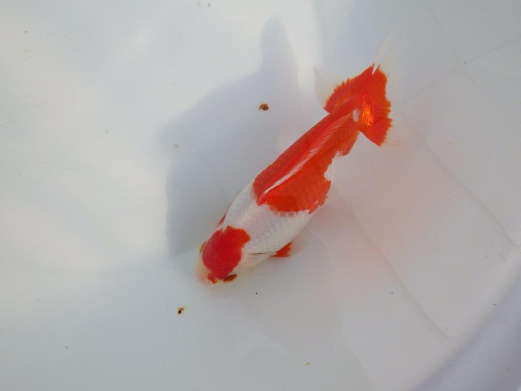 【なおちん金魚 氏】激レア 上物2歳更紗和金 D 約18,5㎝メス