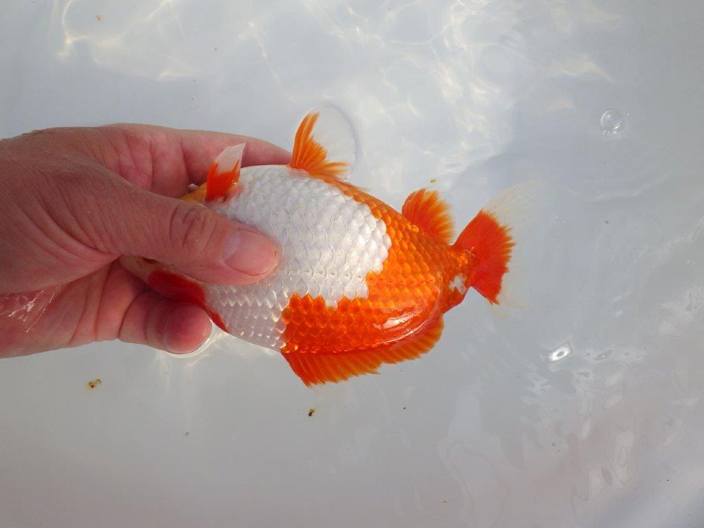 【なおちん金魚 氏】激レア 上物2歳更紗和金 D 約18,5㎝メス