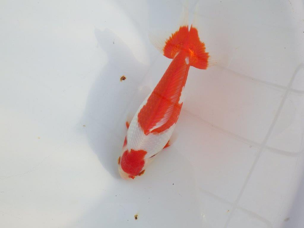 【なおちん金魚 氏】激レア 上物2歳更紗和金 D 約18,5㎝メス