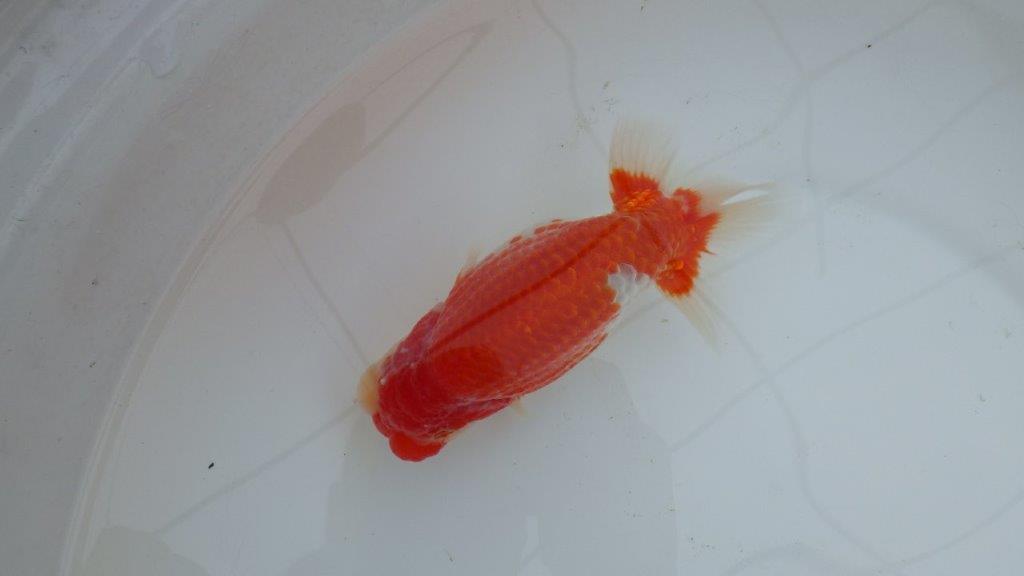 【三重ブリーダー】素晴らしい雰囲気の赤勝ち更紗らんちゅう　明け二歳魚　 　約15,5ｃｍ　オス？の上身