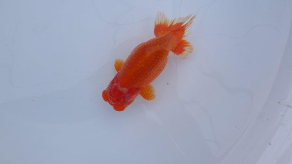 三重ブリーダー】雰囲気の良いらんちゅう 当歳魚 約13ｃｍ 生別不明？ / らんちゅうの販売・通販 三共組