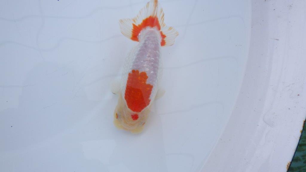 【三重ブリーダー】背赤更紗らんちゅう　明け二歳魚　 　約14ｃｍ　メス？の上身