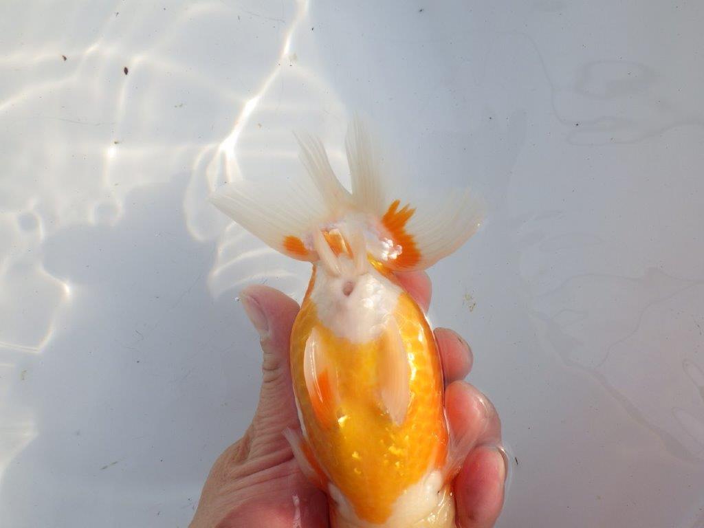 【浜松 疋田秀雄氏】成長力があり大きくなる系統らんちゅうA 約15,5㎝ オス