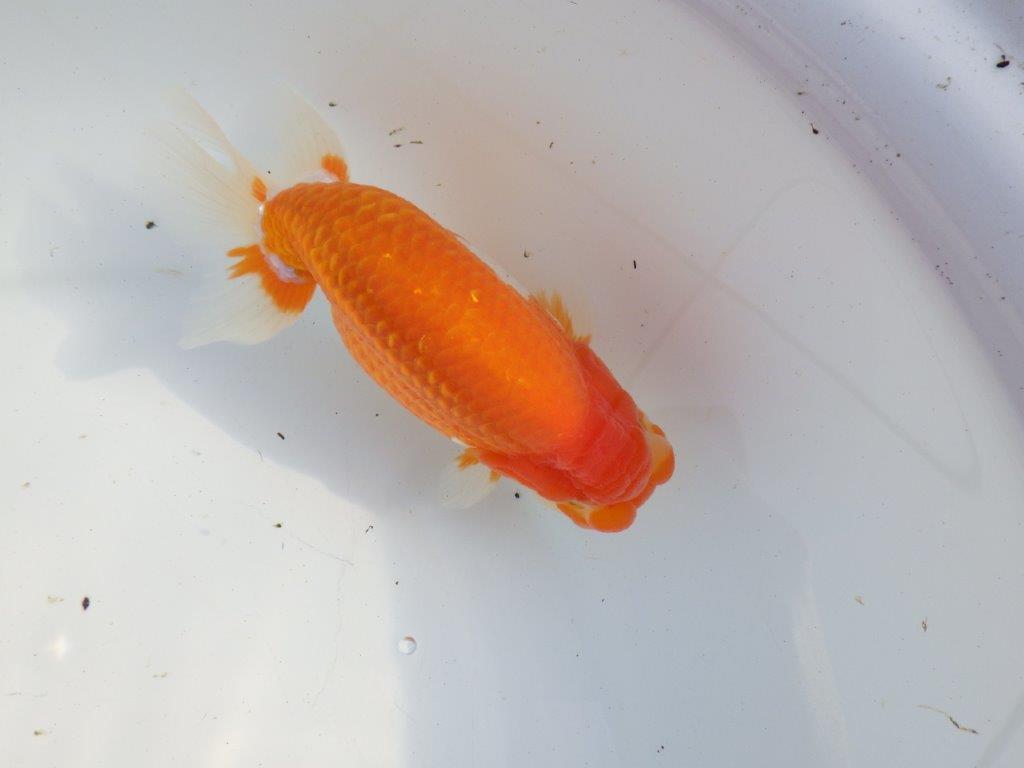 【浜松 疋田秀雄氏】成長力があり大きくなる系統らんちゅうA 約15,5㎝ オス