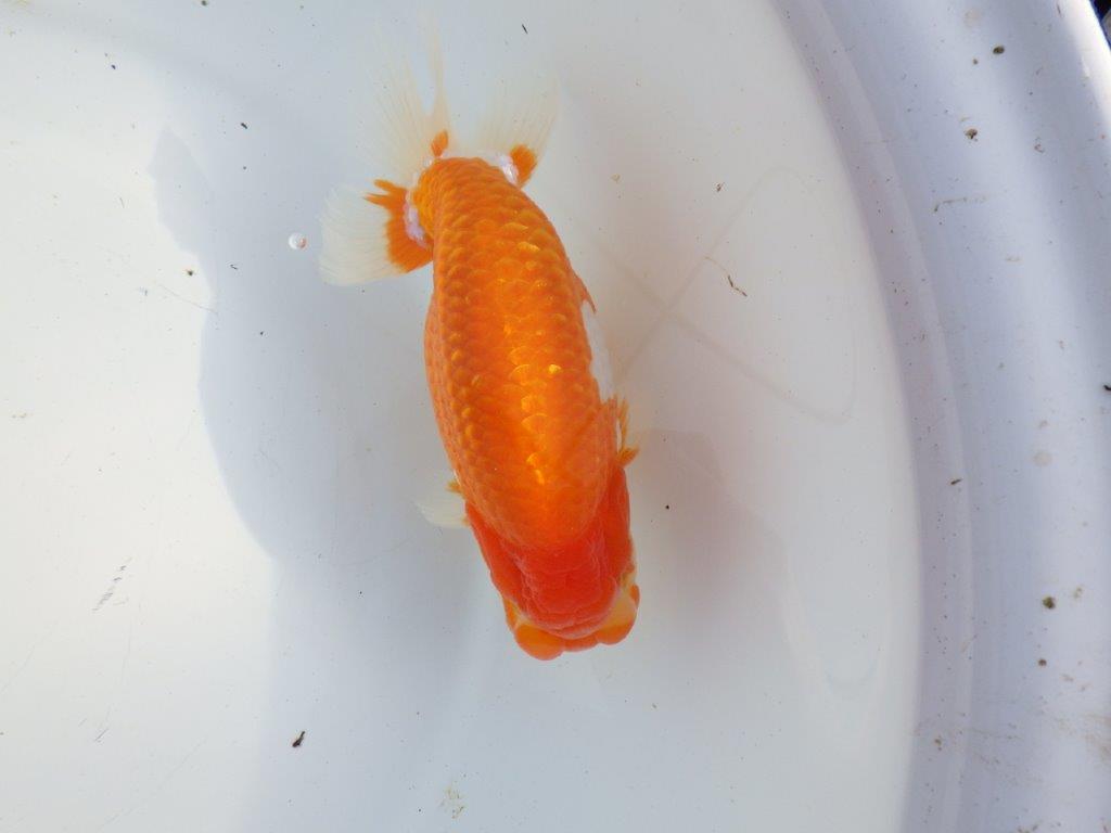 【浜松 疋田秀雄氏】成長力があり大きくなる系統らんちゅうA 約15,5㎝ オス