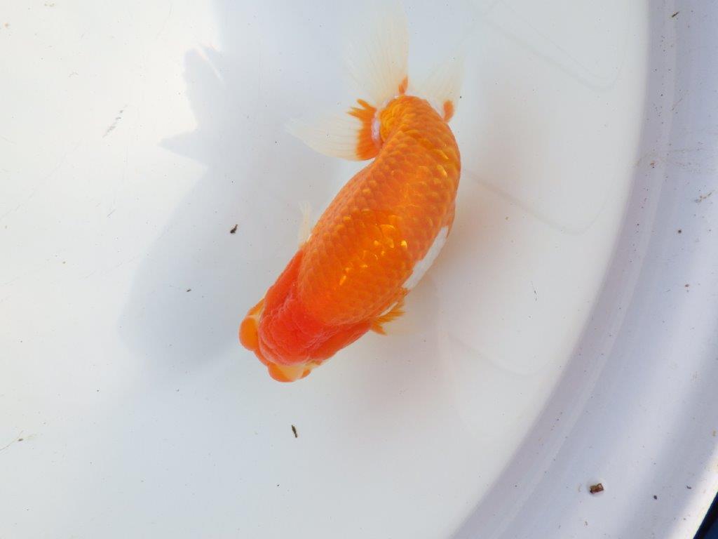 【浜松 疋田秀雄氏】成長力があり大きくなる系統らんちゅうA 約15,5㎝ オス