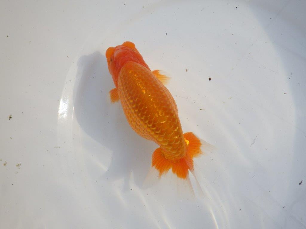 【浜松 疋田 秀雄 氏】成長力があり大きくなる系統らんちゅうB 約16㎝ オス