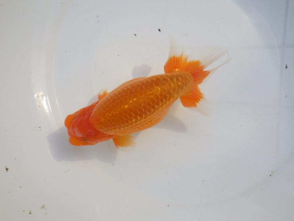 【浜松 疋田 秀雄 氏】成長力があり大きくなる系統らんちゅうB 約16㎝ オス