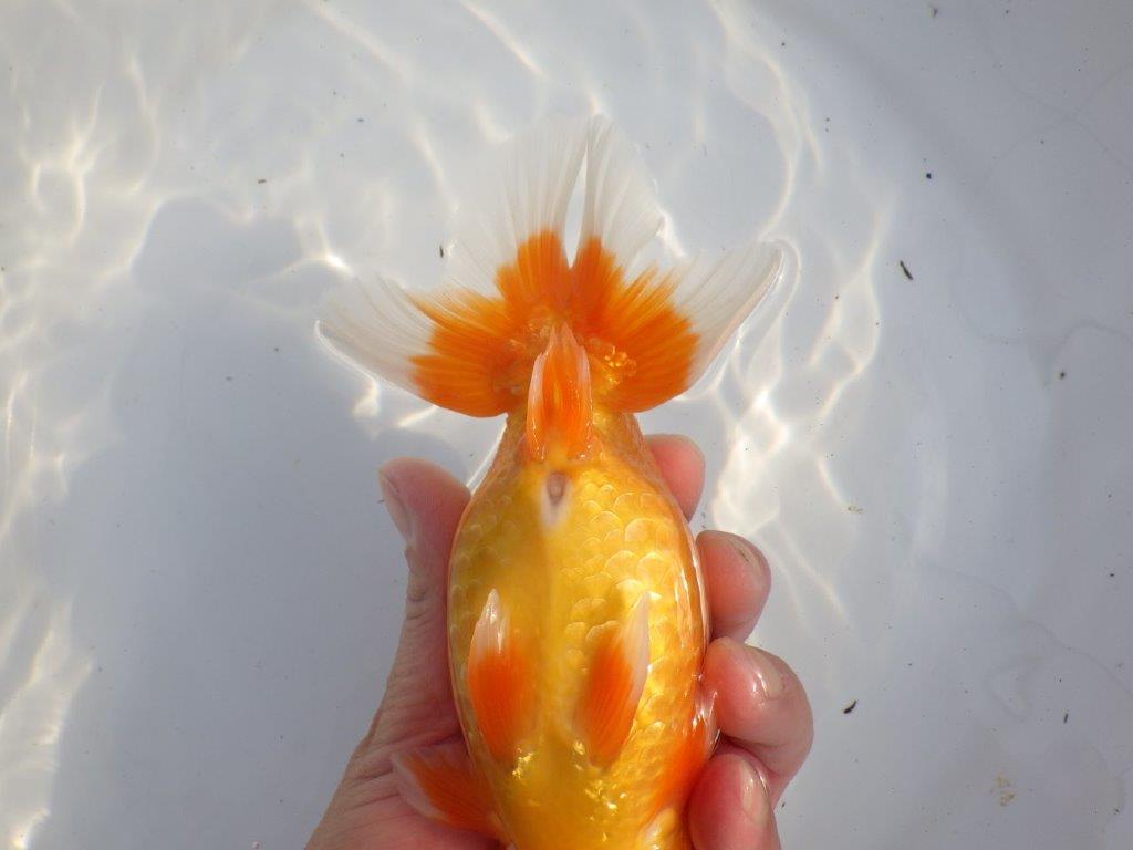 【浜松 疋田 秀雄 氏】成長力があり大きくなる系統らんちゅうB 約16㎝ オス