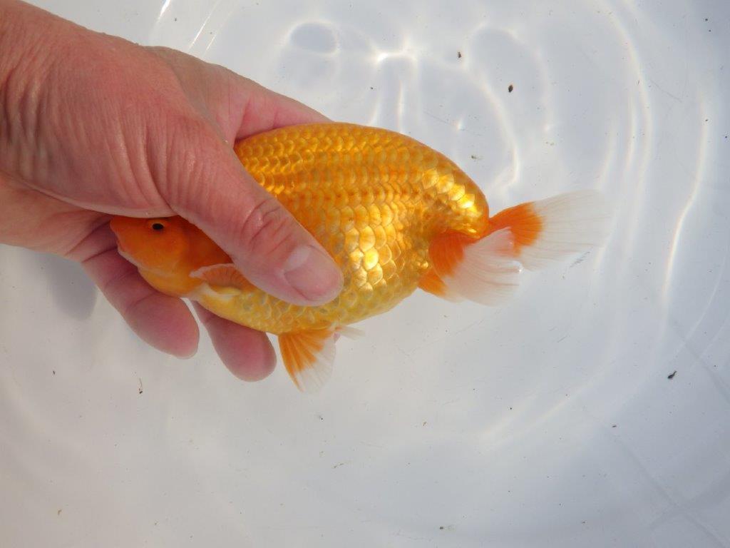 【浜松 疋田 秀雄 氏】成長力があり大きくなる系統らんちゅうB 約16㎝ オス