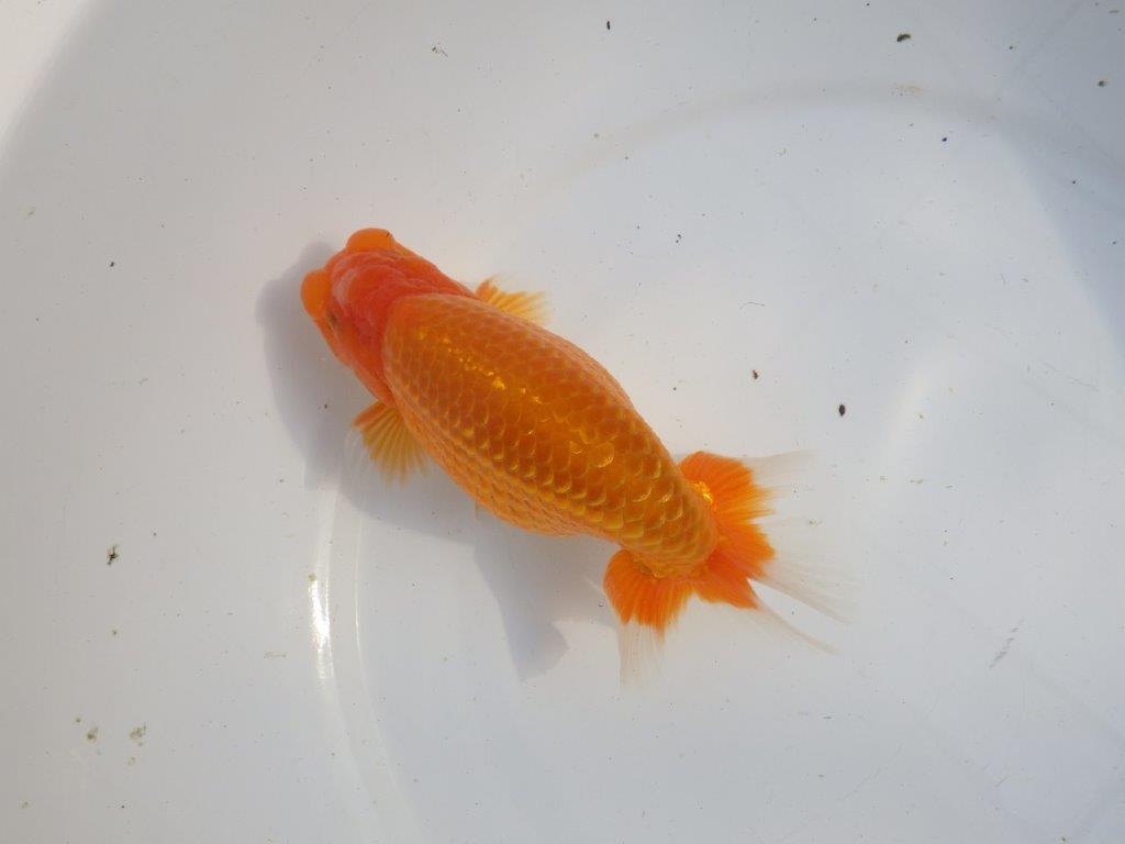 【浜松 疋田 秀雄 氏】成長力があり大きくなる系統らんちゅうB 約16㎝ オス