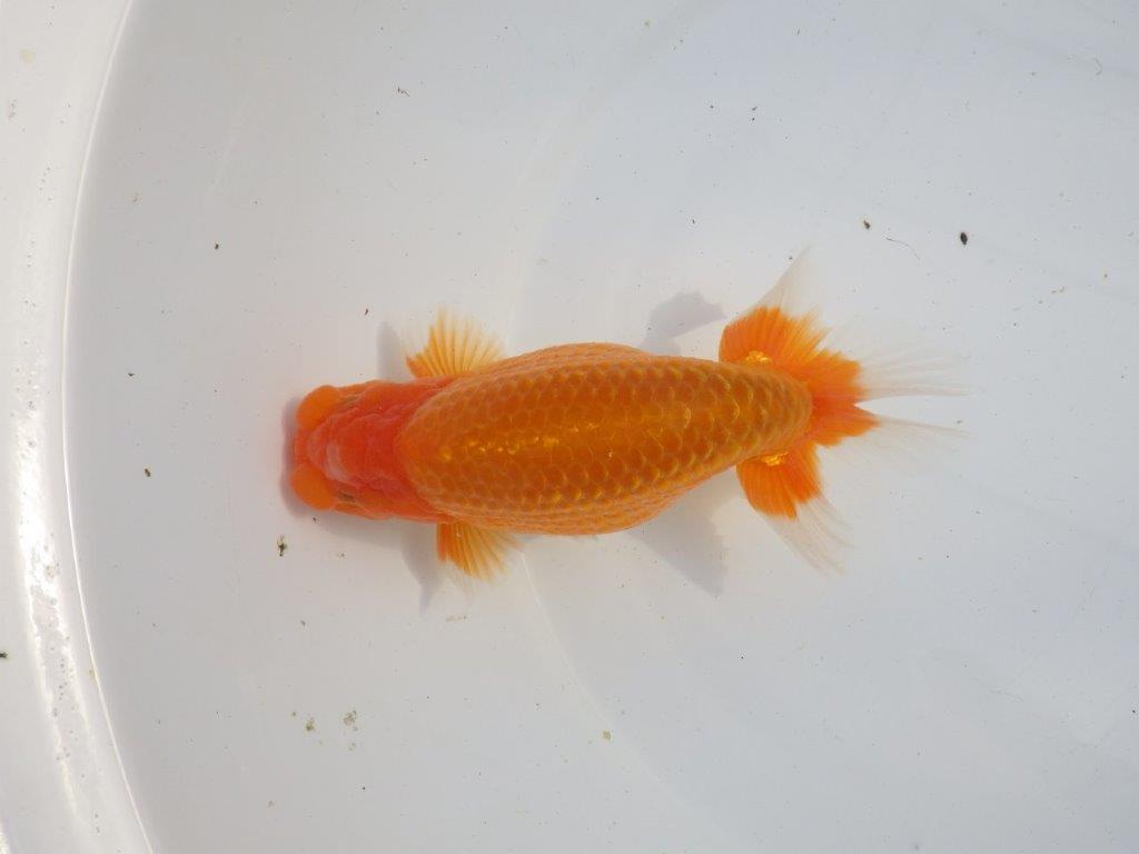 【浜松 疋田 秀雄 氏】成長力があり大きくなる系統らんちゅうB 約16㎝ オス