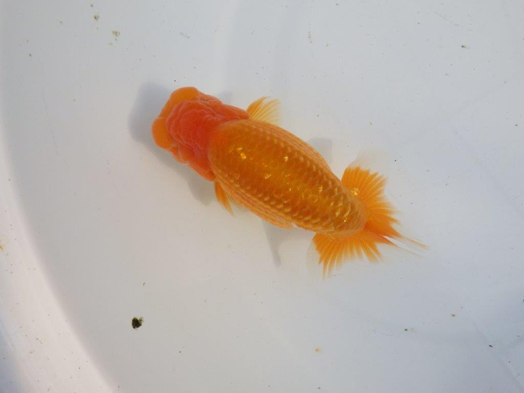 【浜松 疋田秀雄 氏】成長力があり大きくなる系統らんちゅうC 約15㎝  オス