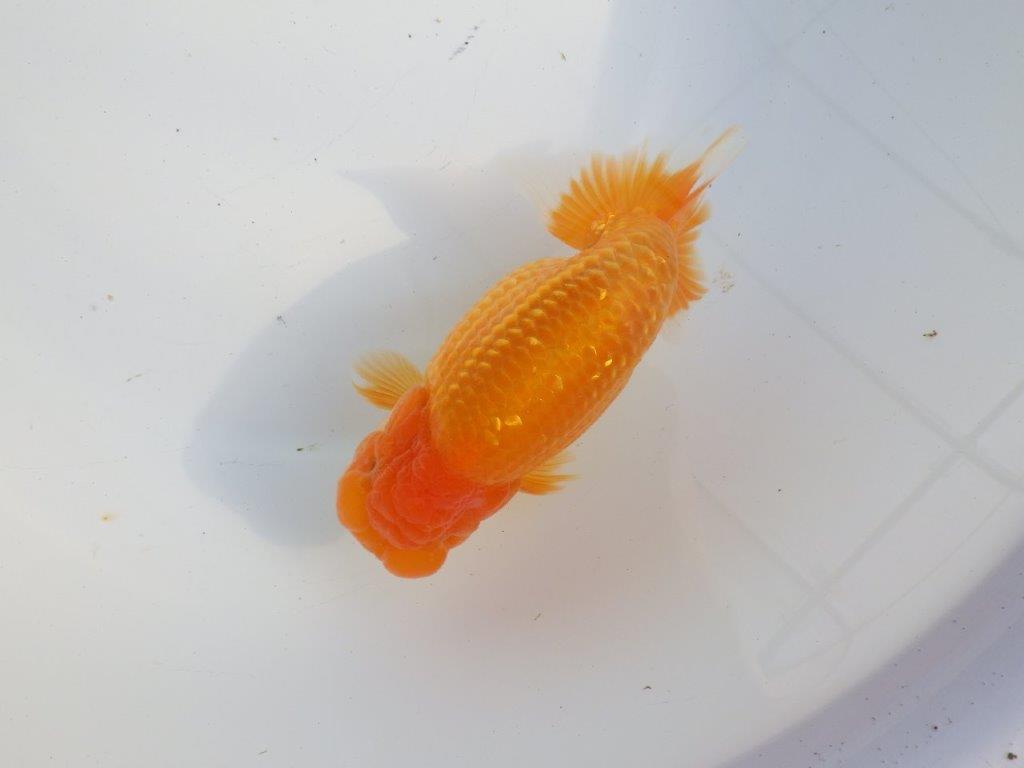 【浜松 疋田秀雄 氏】成長力があり大きくなる系統らんちゅうC 約15㎝  オス