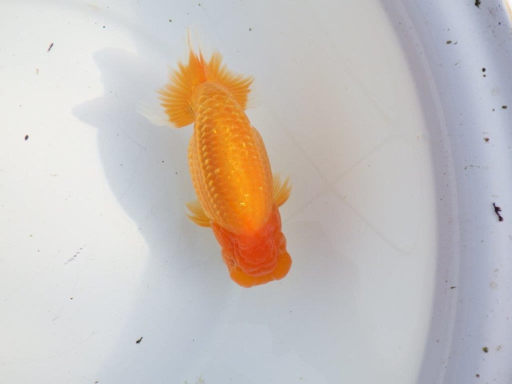 【浜松 疋田秀雄 氏】成長力があり大きくなる系統らんちゅうC 約15㎝  オス