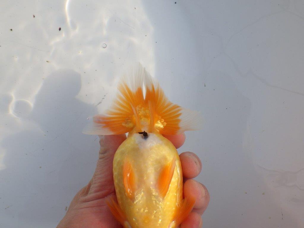 【浜松 疋田秀雄 氏】成長力があり大きくなる系統らんちゅうC 約15㎝  オス