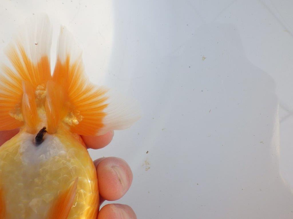 【浜松 疋田秀雄 氏】成長力があり大きくなる系統らんちゅうC 約15㎝  オス