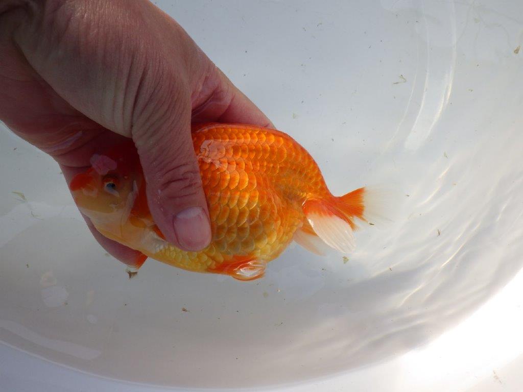 【浜松 茂木彰 氏】今後が楽しみな逸品魚 種にもお勧めらんちゅう 約15,5㎝  メス？