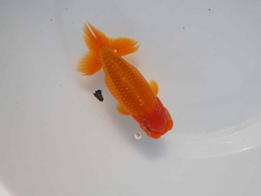 【 愛知超優良系統様】背なりが綺麗で尾のフンいいも良い当歳らんちゅう 約14㎝  オス