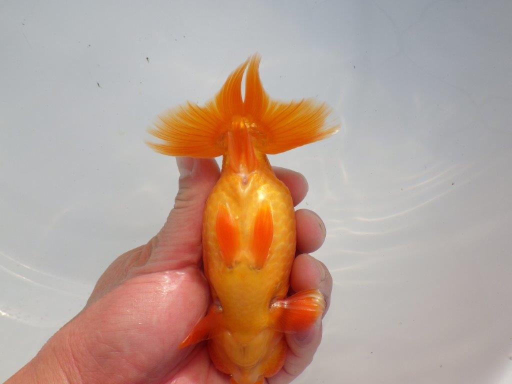 【 愛知超優良系統様】背なりが綺麗で尾のフンいいも良い当歳らんちゅう 約14㎝  オス