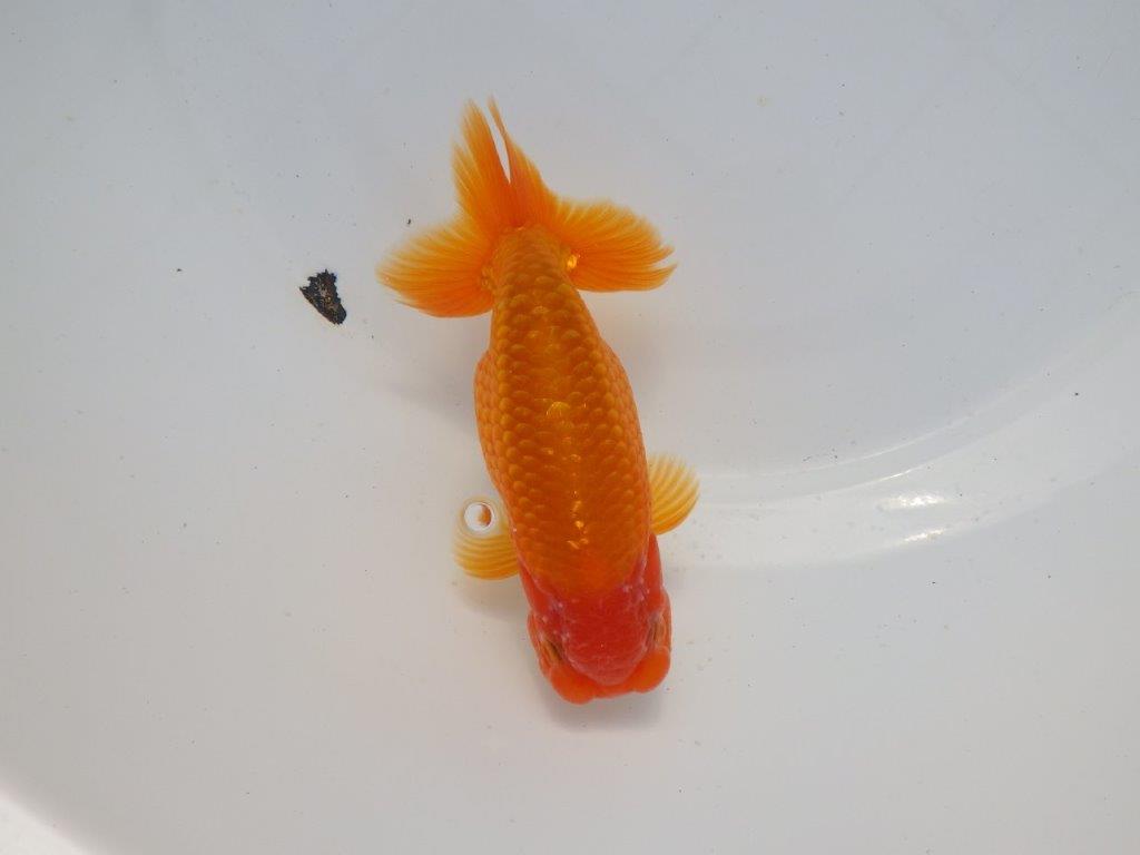 【 愛知超優良系統様】背なりが綺麗で尾のフンいいも良い当歳らんちゅう 約14㎝  オス