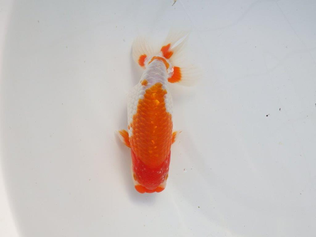 【 愛知超優良系統様】色艶が良く背も綺麗で映える当歳らんちゅう 約15㎝  オス