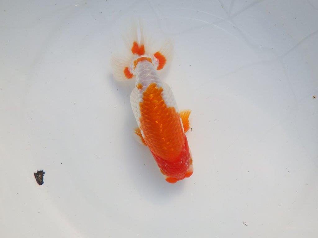 【 愛知超優良系統様】色艶が良く背も綺麗で映える当歳らんちゅう 約15㎝  オス