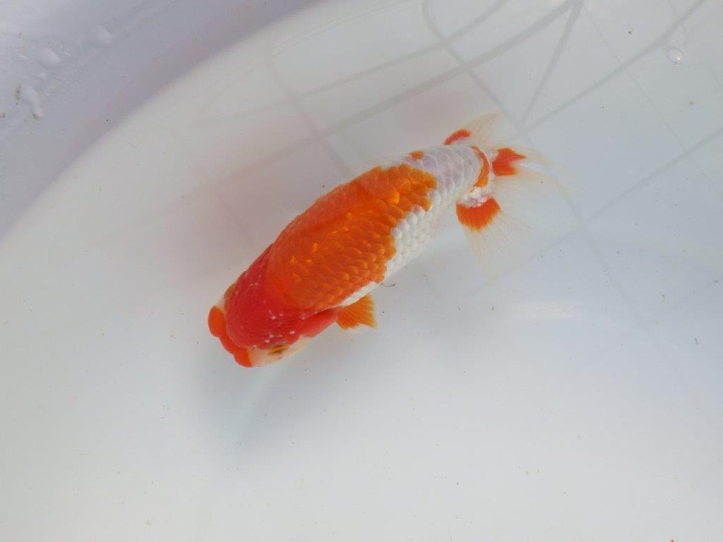 【 愛知超優良系統様】色艶が良く背も綺麗で映える当歳らんちゅう 約15㎝  オス