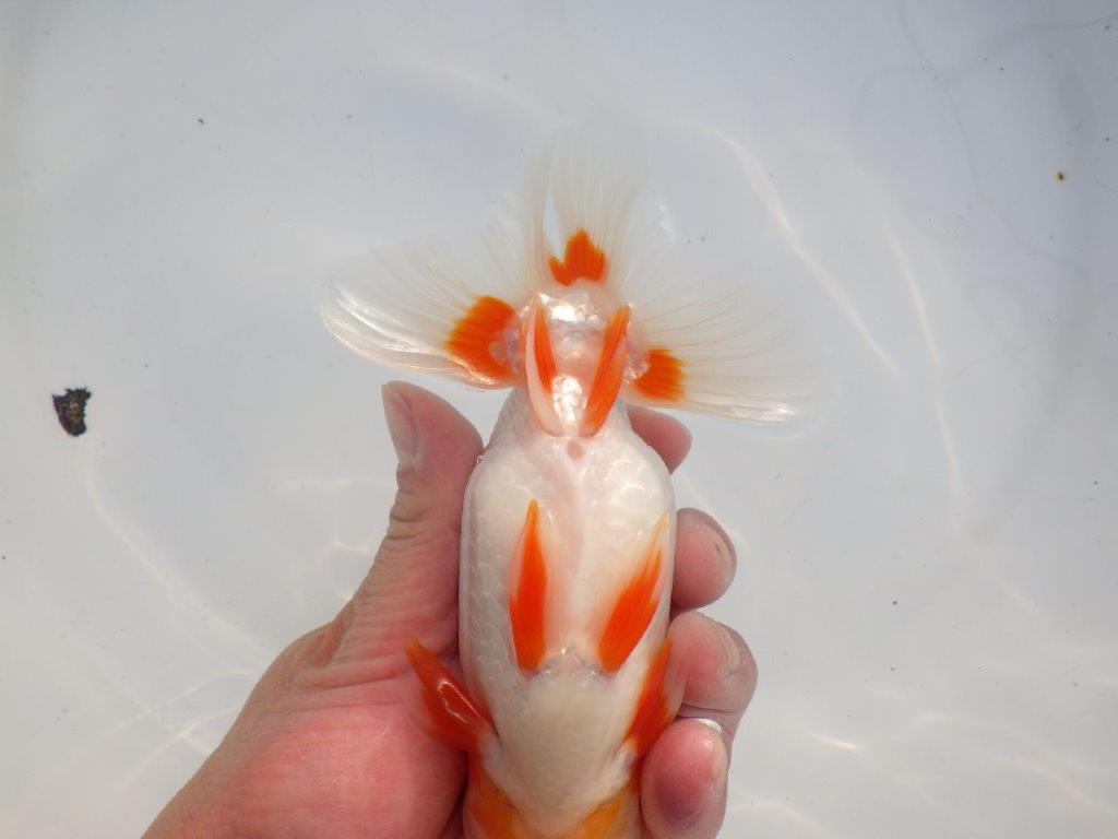 【 愛知超優良系統様】色艶が良く背も綺麗で映える当歳らんちゅう 約15㎝  オス