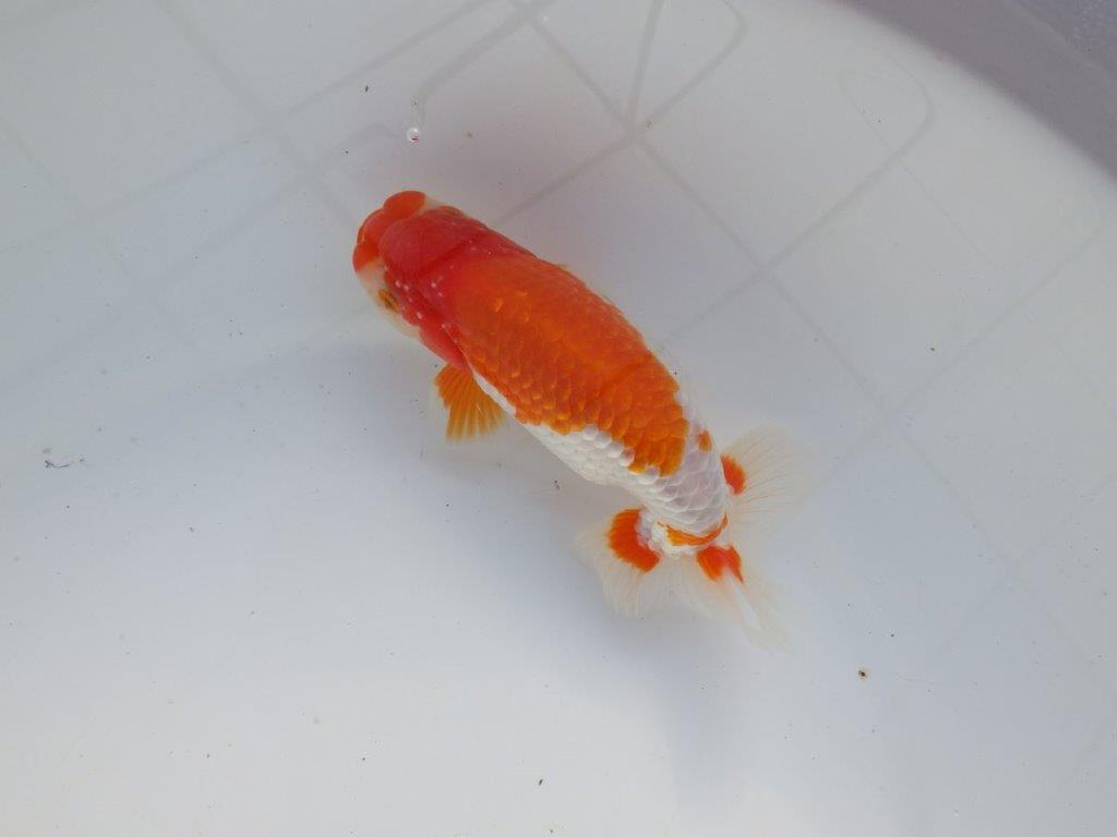 【 愛知超優良系統様】色艶が良く背も綺麗で映える当歳らんちゅう 約15㎝  オス