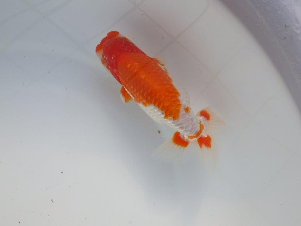 【 愛知超優良系統様】色艶が良く背も綺麗で映える当歳らんちゅう 約15㎝  オス