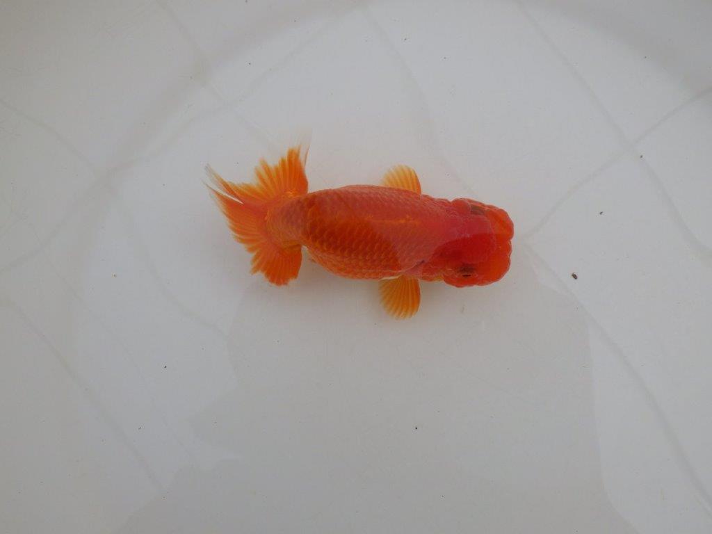 【浜松 高林 優 氏】可愛いフンタンらんちゅう 約11㎝  オス