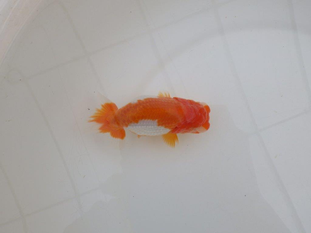 【浜松 高林 優 氏】背も綺麗で映えるらんちゅう 約12,5㎝  メス?