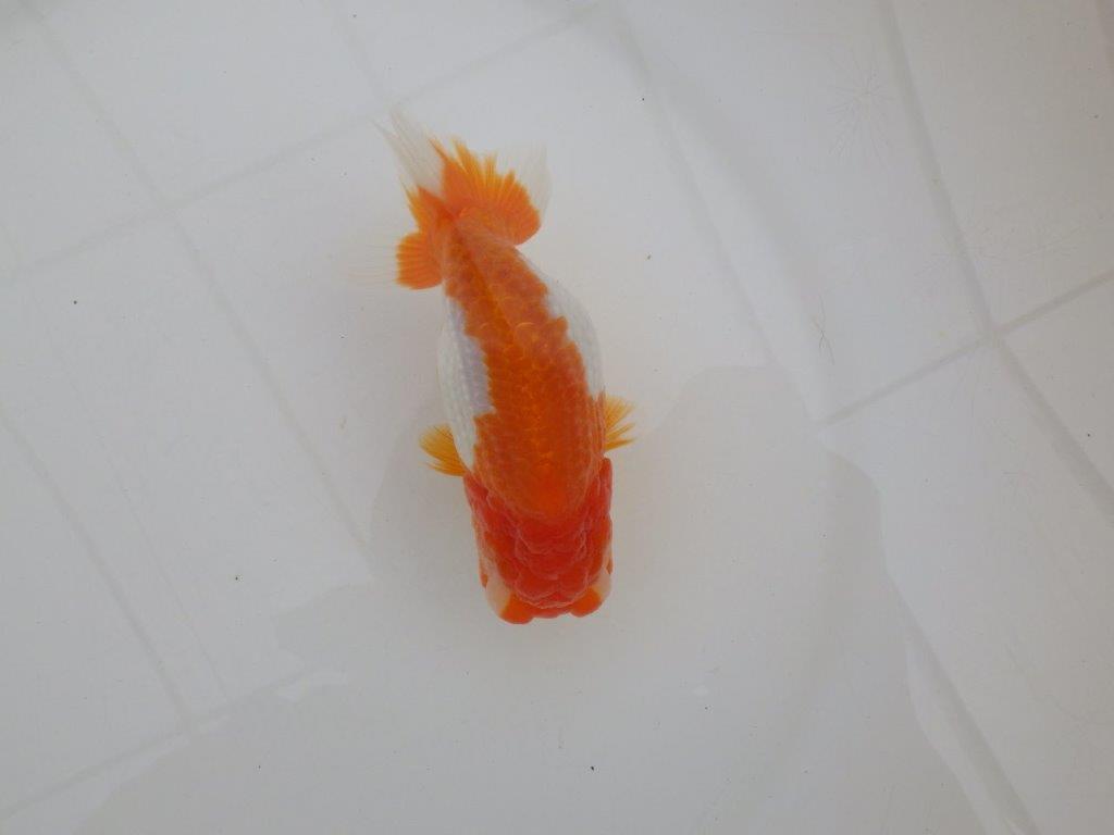 【浜松 高林 優 氏】背も綺麗で映えるらんちゅう 約12,5㎝  メス?