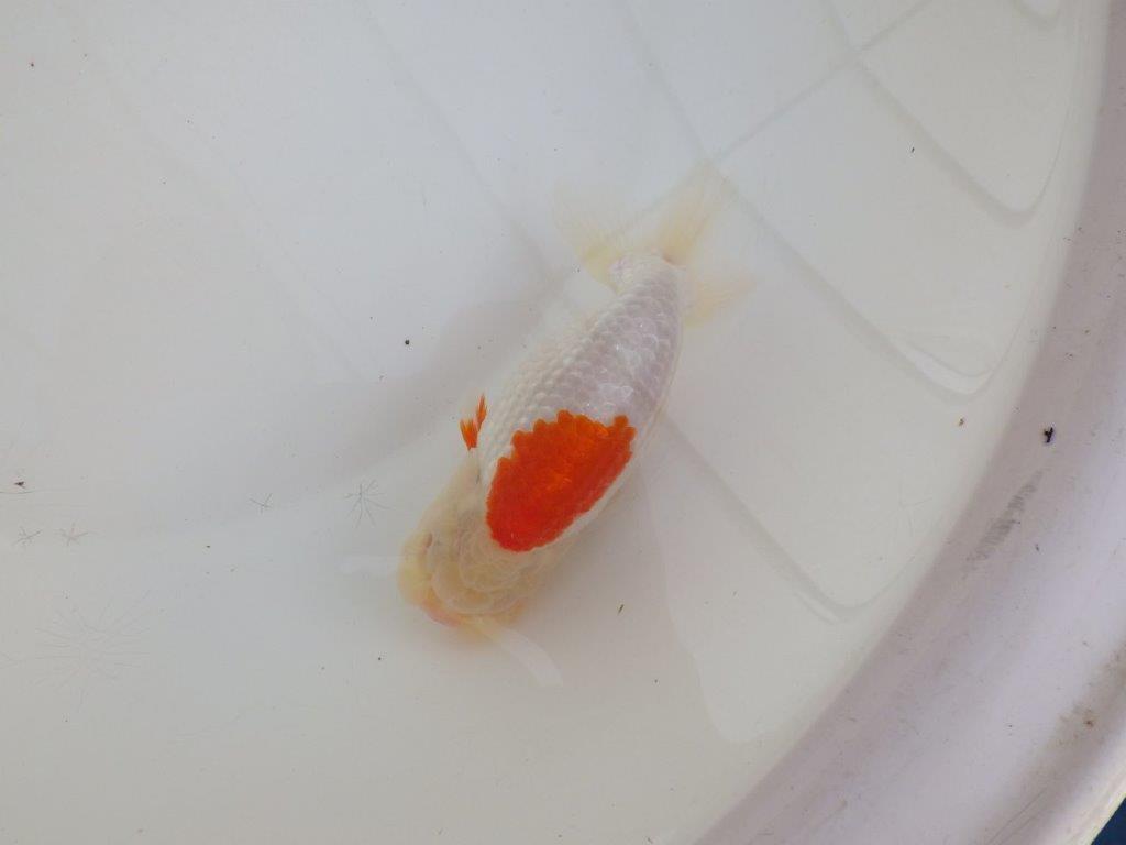 【浜松 高林 優 氏】口紅付きの可愛いらんちゅう 約13㎝  メス？