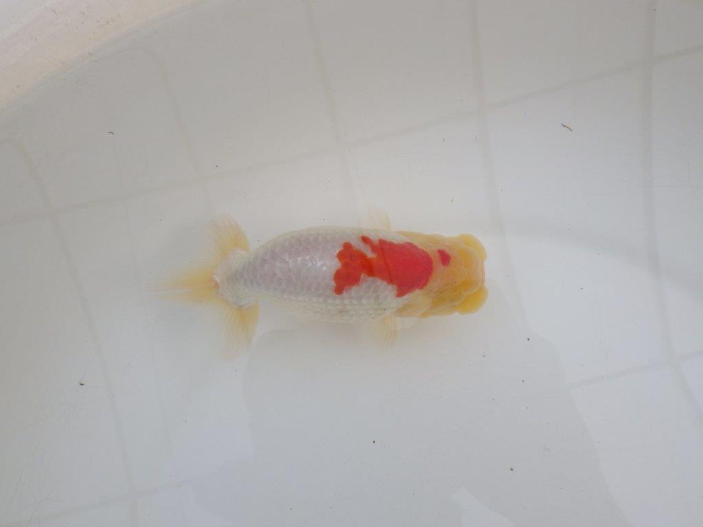 【浜松 高林 優 氏】背腰の綺麗なフンタンらんちゅう 約12,5㎝  オス