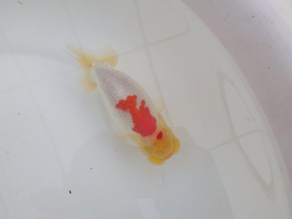 【浜松 高林 優 氏】背腰の綺麗なフンタンらんちゅう 約12,5㎝  オス