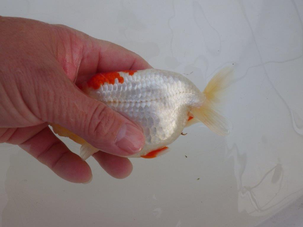 【浜松 高林 優 氏】背腰の綺麗なフンタンらんちゅう 約12,5㎝  オス