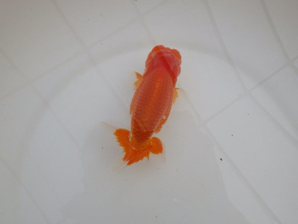 【浜松 高林 優 氏】尾皿が多く種にもお勧めならんちゅう 約12,5㎝  オス