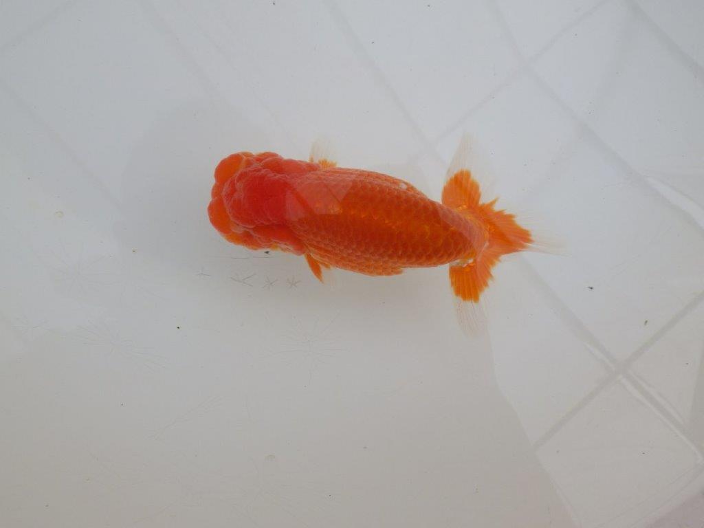 【浜松 高林 優 氏】尾皿が多く種にもお勧めならんちゅう 約12,5㎝  オス