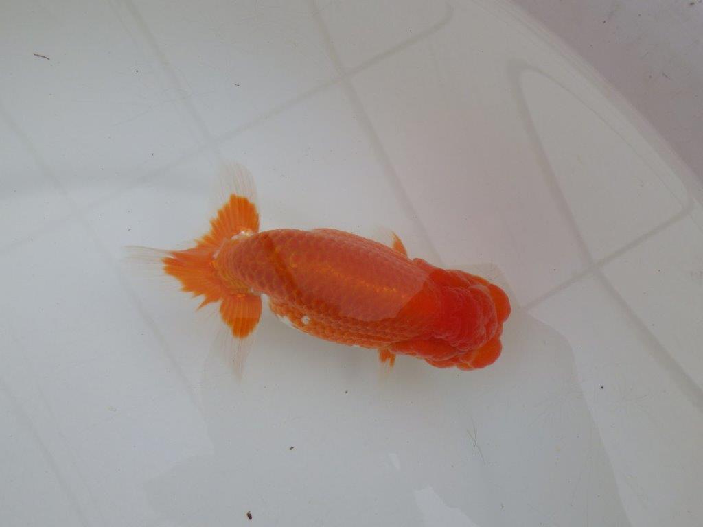 【浜松 高林 優 氏】尾皿が多く種にもお勧めならんちゅう 約12,5㎝  オス