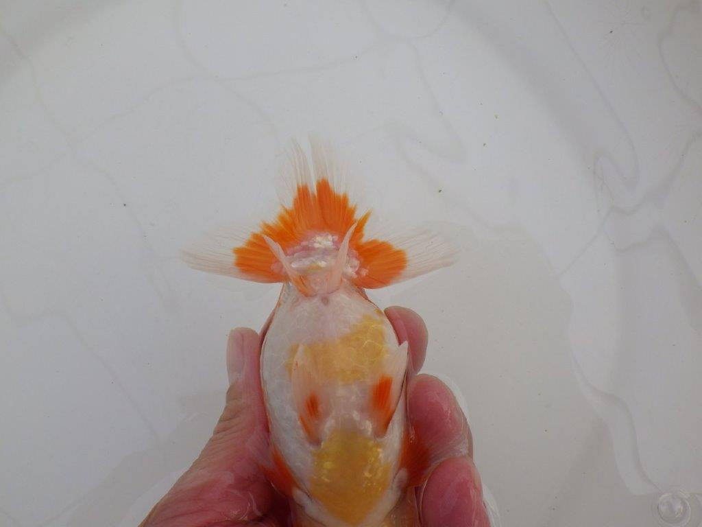 【浜松 高林 優 氏】尾皿が多く種にもお勧めならんちゅう 約12,5㎝  オス