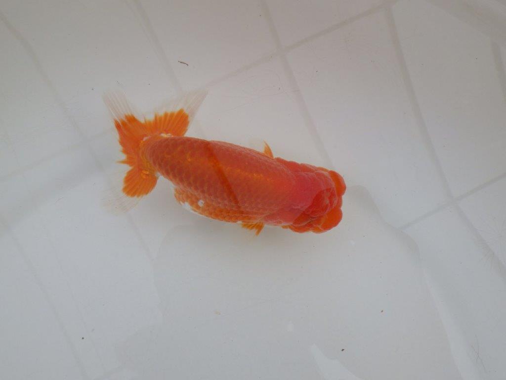 【浜松 高林 優 氏】尾皿が多く種にもお勧めならんちゅう 約12,5㎝  オス