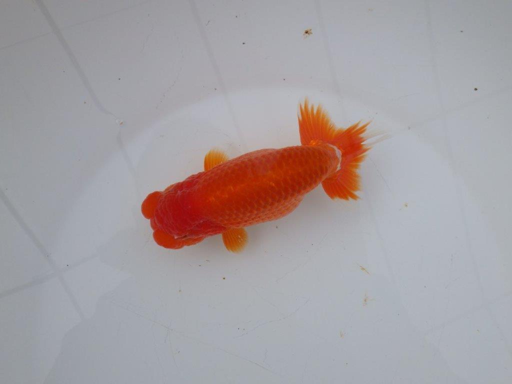 【愛知超ベテランブリーダー 都築氏 作出】お勧め当歳らんちゅう 約13,5㎝  四ッ尾 二本舵 オス