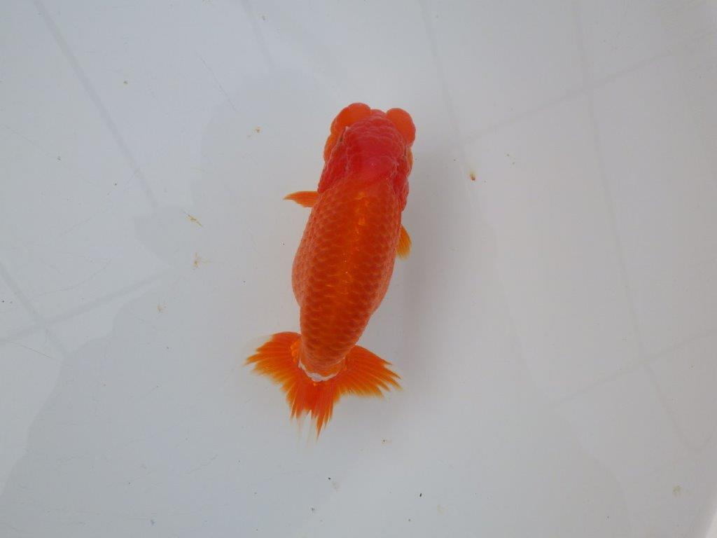 【愛知超ベテランブリーダー 都築氏 作出】お勧め当歳らんちゅう 約13,5㎝  四ッ尾 二本舵 オス