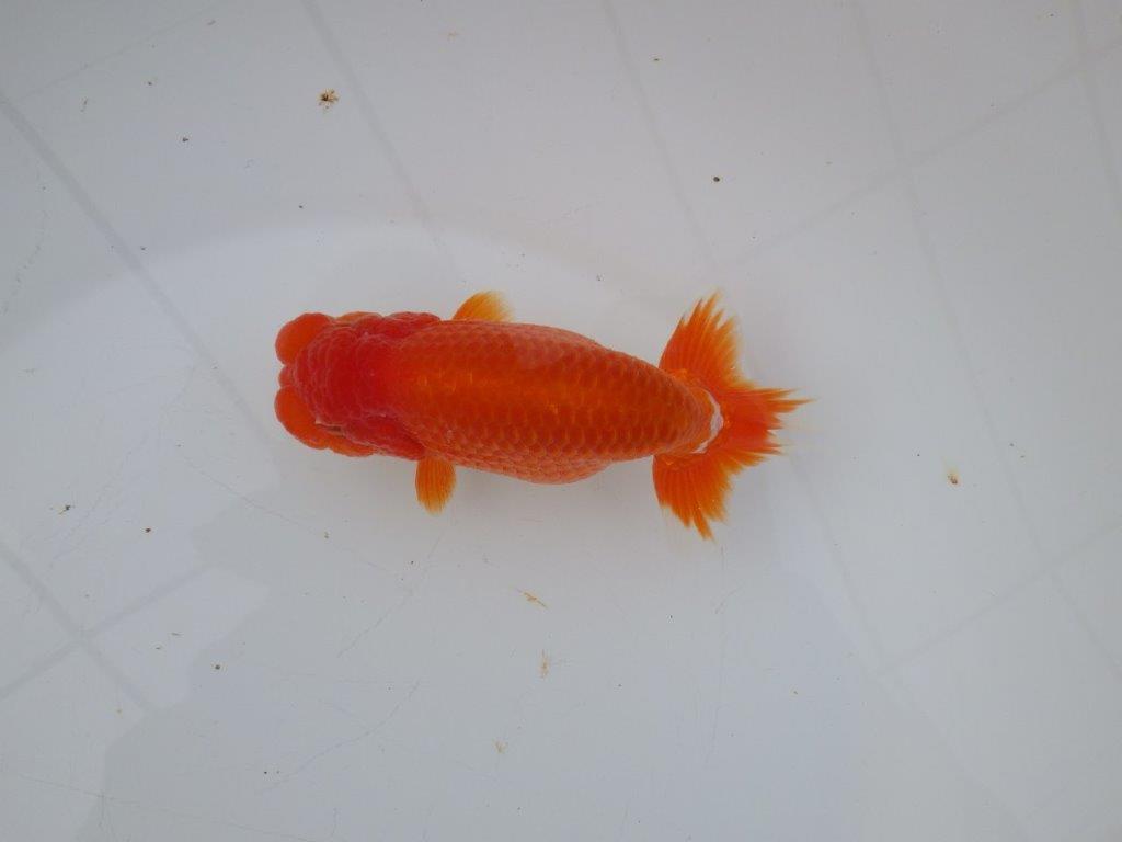 【愛知超ベテランブリーダー 都築氏 作出】お勧め当歳らんちゅう 約13,5㎝  四ッ尾 二本舵 オス