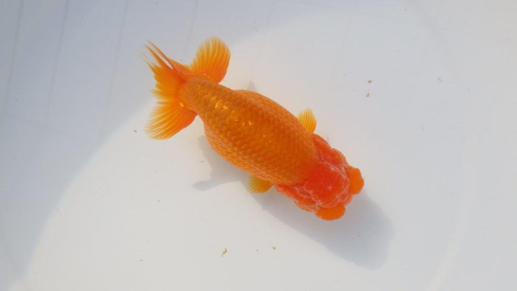 【三重ブリーダー】頭が良く尾張りも良い背◎当歳らんちゅう　明け二歳魚　 　約13ｃｍ　メス？